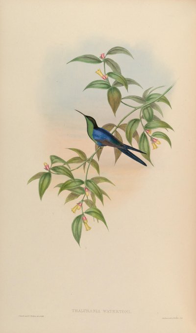 Thalurania watertonii de John Gould